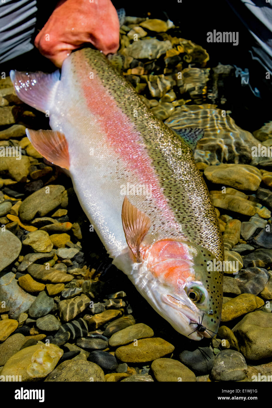Rainbow Trout, Oncorhynchus mykiss, Fly Fishing Stock Photo Alamy