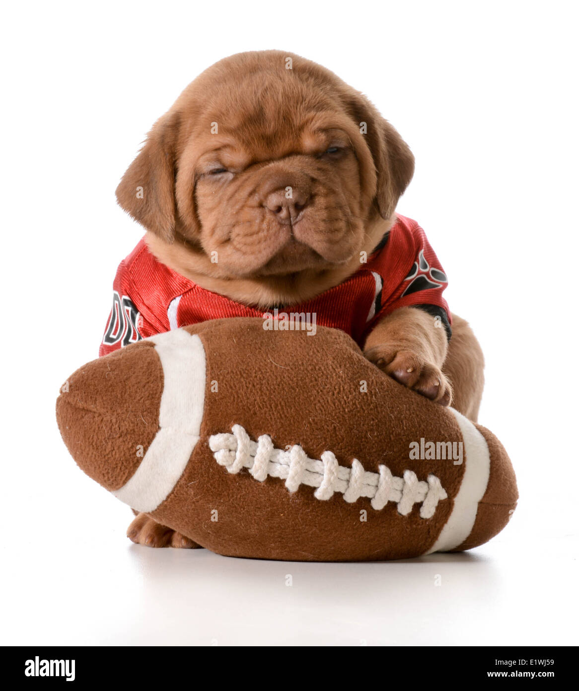 sports hound - dogue de bordeaux puppy with football Stock Photo