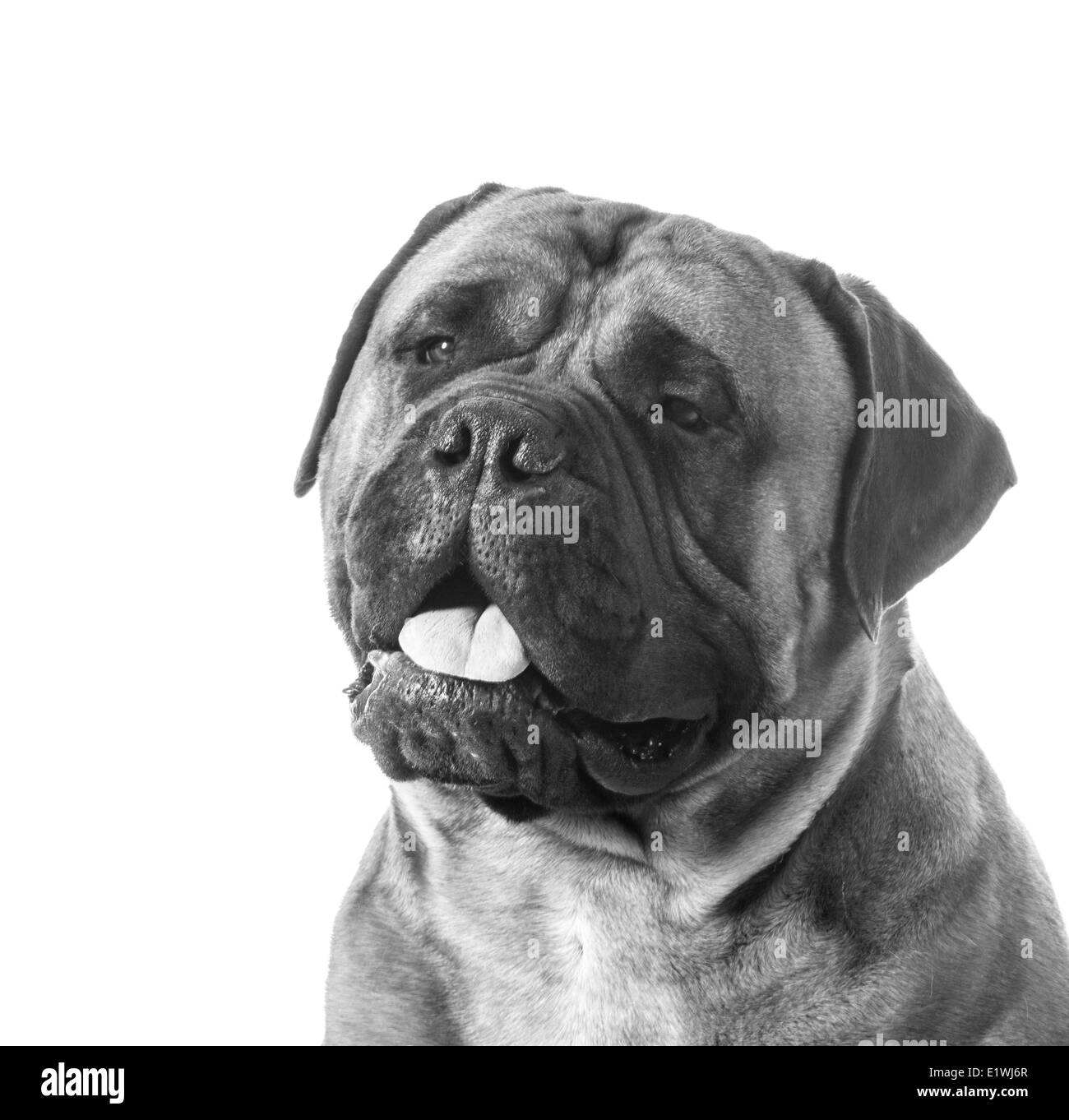 bullmastiff black and white