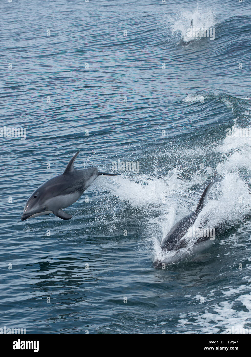 Pacific white-sided dolphin, Lagenorhynchus obliquidens, a very active dolphin, British Columbia, Canada Stock Photo