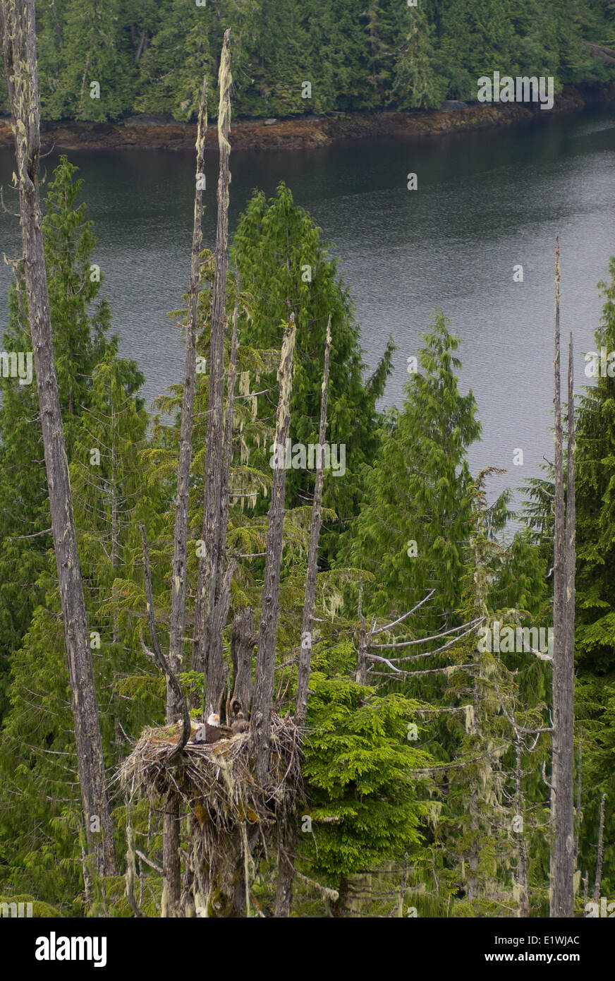 Bald Eagle, Haliaeetus leucocephalus, adult and young in nest, British Columbia, Canada Stock Photo