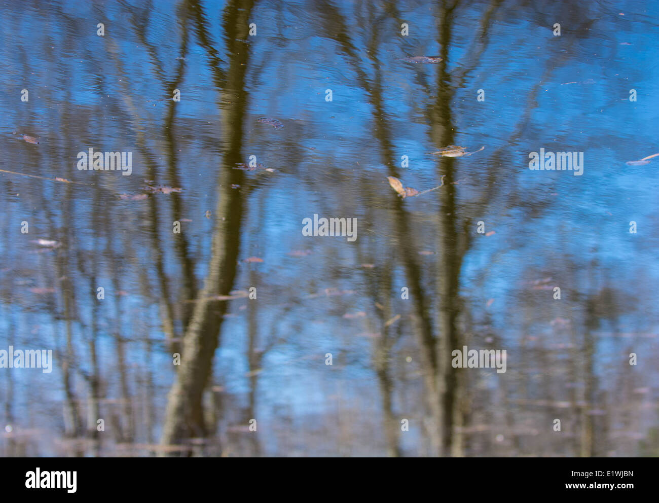 reflection of a tree in the water along the river Stock Photo - Alamy