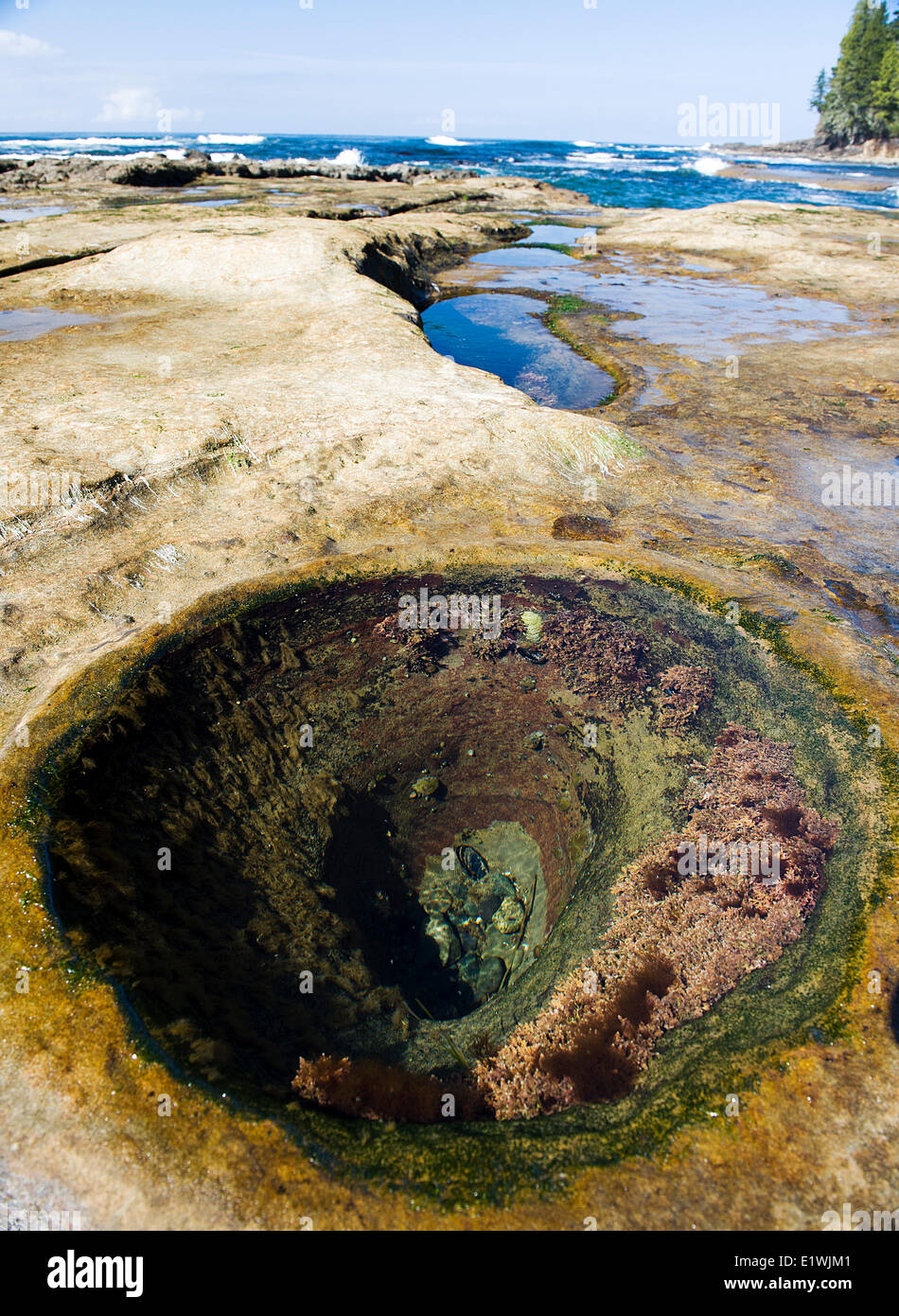 A tidal pool on Botanical Beach, Vancouver Island Stock Photo Alamy