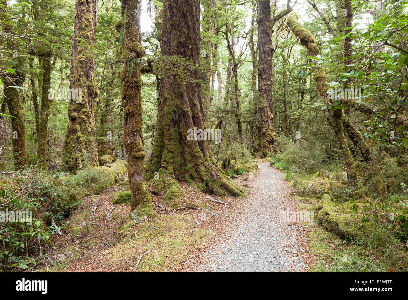 Forest on the Lake Gunn Nature Walk in Fiordland National Park, New Zealand Stock Photo