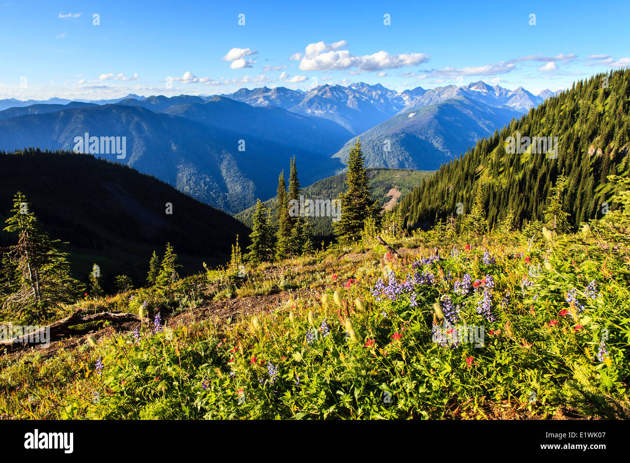 With a view north on goat range provincial park hires stock