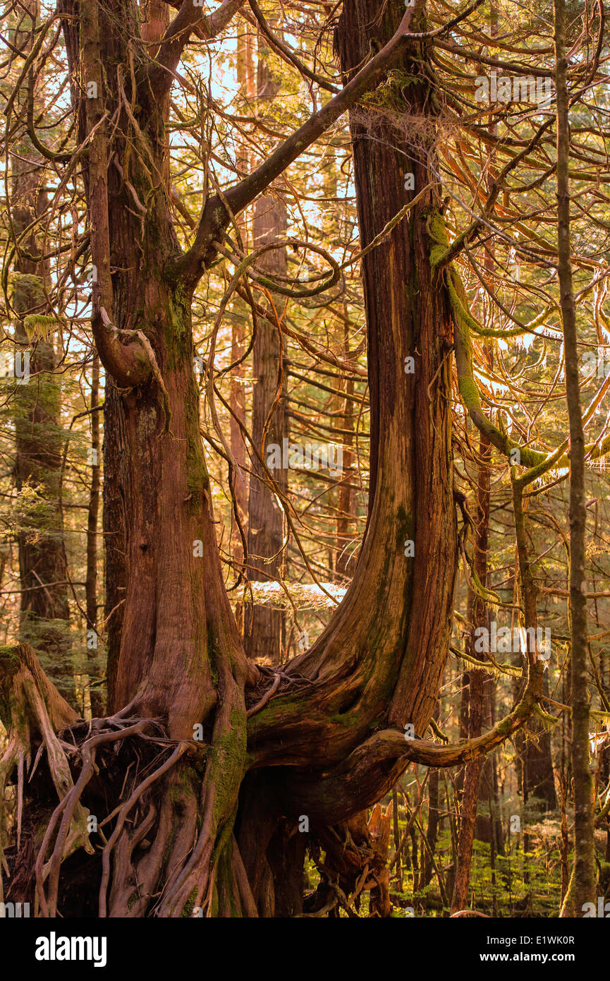 The roots of a Cedar Stock Photo - Alamy