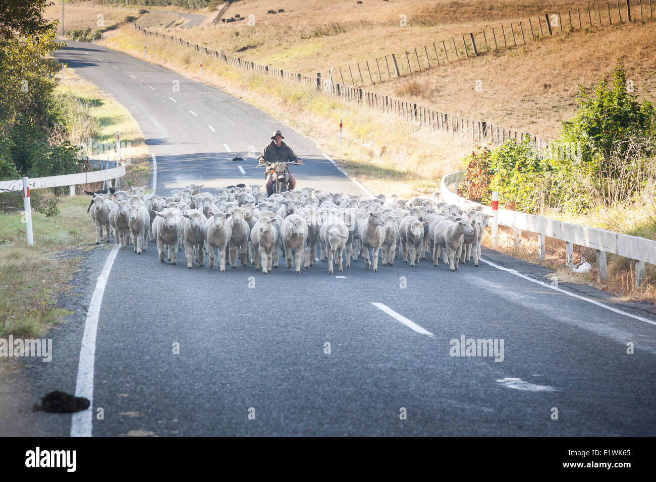 A flock of domestic sheep being herded down a road in Kai Iwi Beach, New Zealand Stock Photo