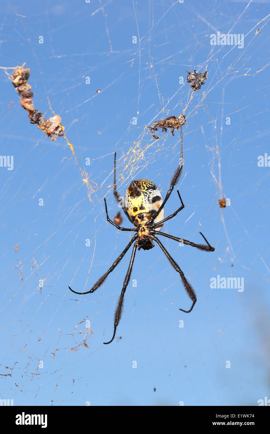 LARGE SPIDER ON WEB. NEPHILA FENESTRATA, Golden Orb spider, South Africa Stock Photo