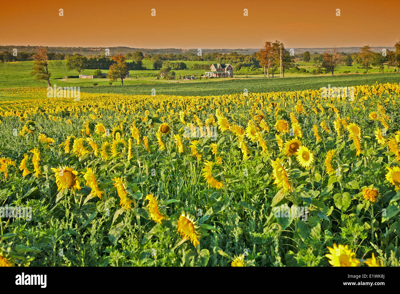 Sunflower Field at Bloom in Farm cunrty Ontario;Canada;North America