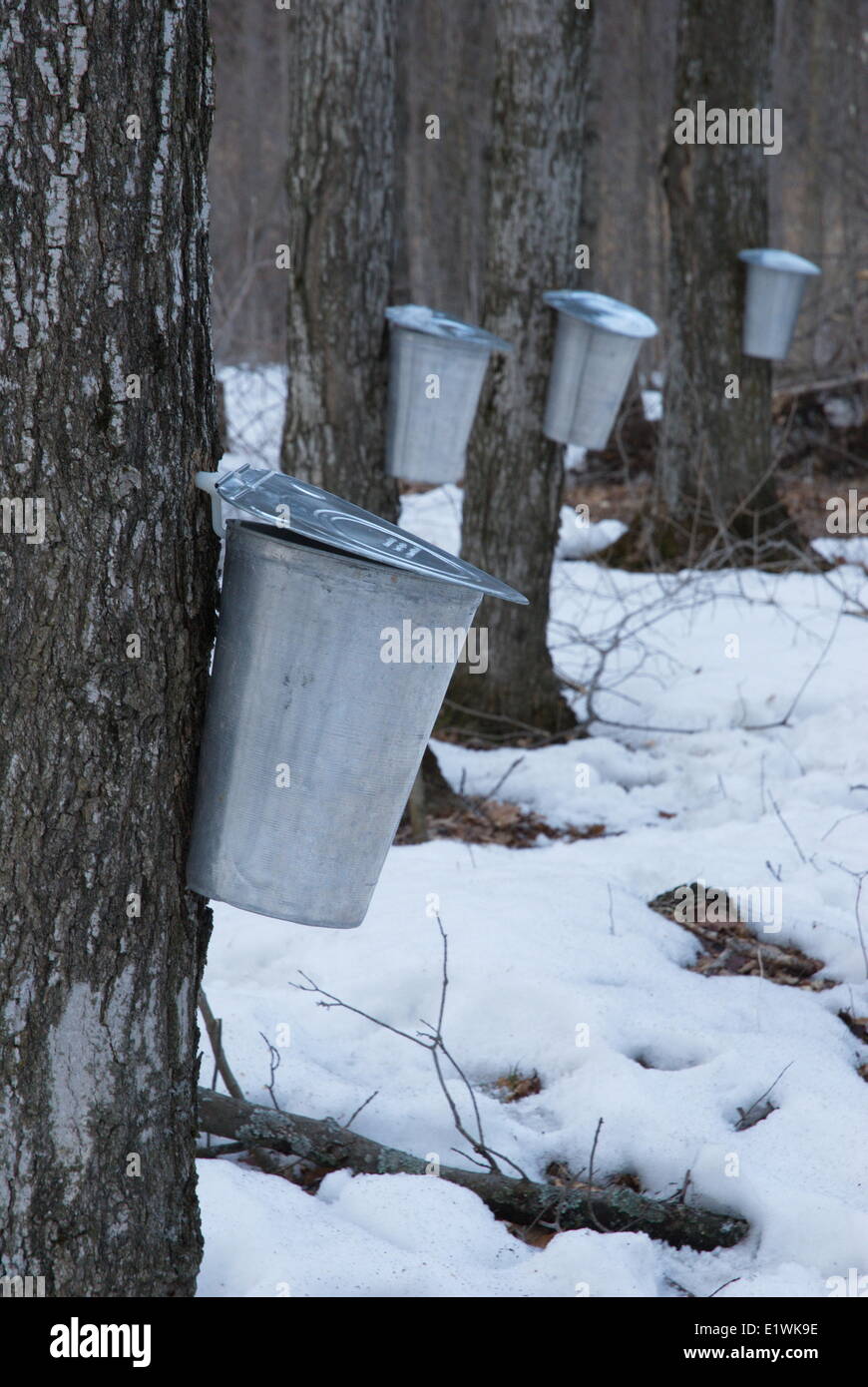 Traditional Maple Syrup buckets, Cronks maple Syrup Farm, Ramara, Ontario, Canada Stock Photo
