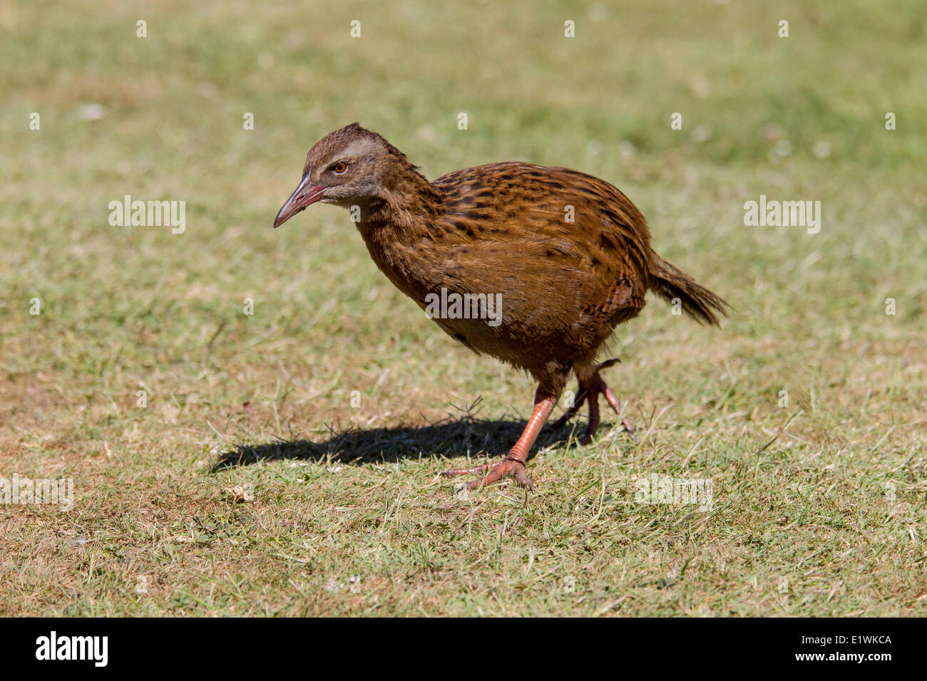 Western Weka, Westport, New Zealand - Weka (Gallirallus australis) are flightless birds endemic to New Zealand Stock Photo