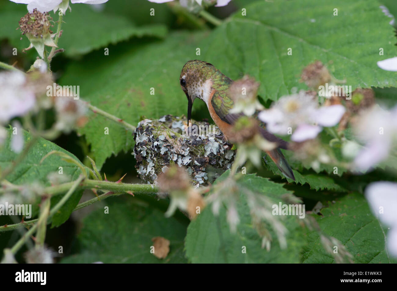 Nesting Rufous Hummingbird Hummingbirds in nest hi-res stock photography and images - Alamy