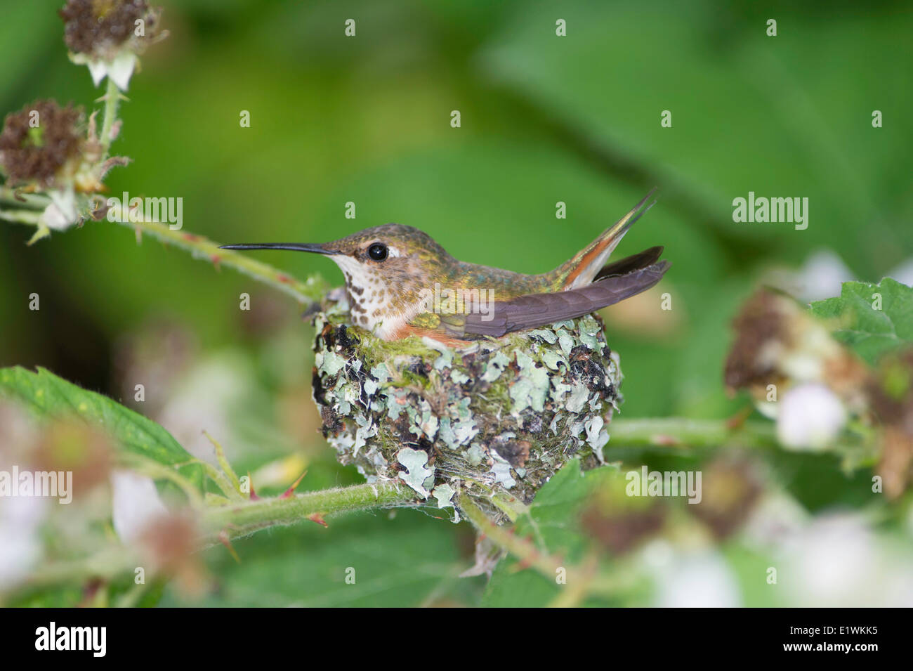 Rufous has two baby humming bird (selasphorus rufus) birds in the nest .Ladner, British Columbia - Stock Image