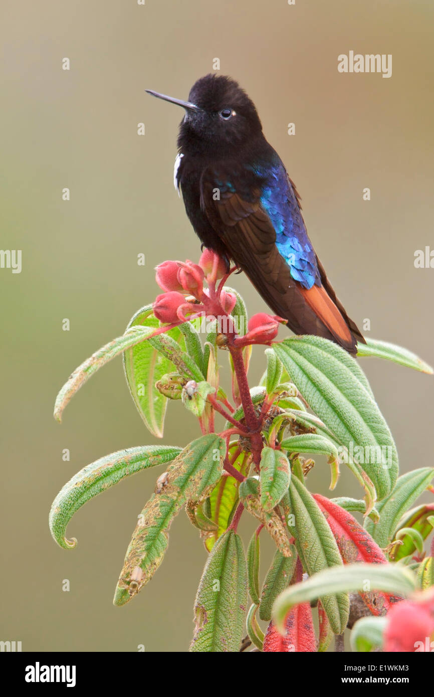 Black-hooded Sunbeam (Aglaeactis pamela) perched on a branch in Bolivia, South America. Stock Photo