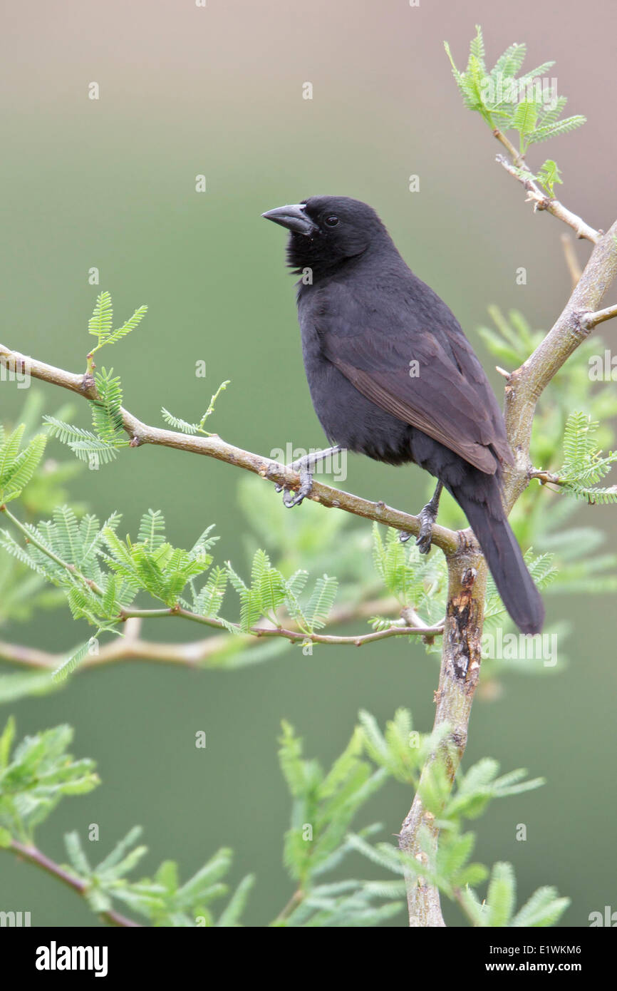 Bolivian Blackbird (Agelaioides oreopsar) perched on a branch in Bolivia, South America. Stock Photo