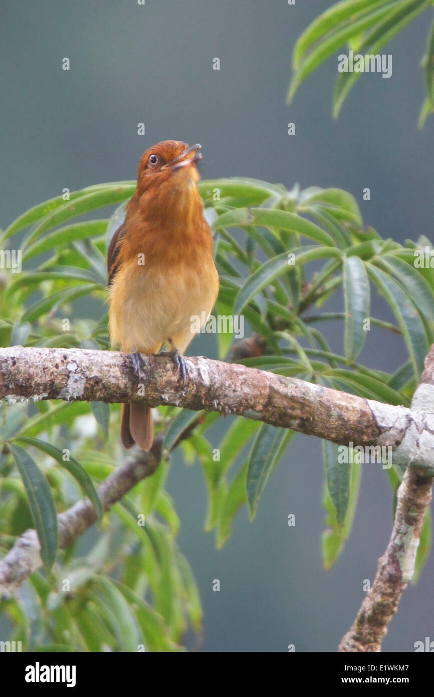 Bright-rumped Attila (Attila spadiceus) perched on a branch in Ecuador, South America. Stock Photo