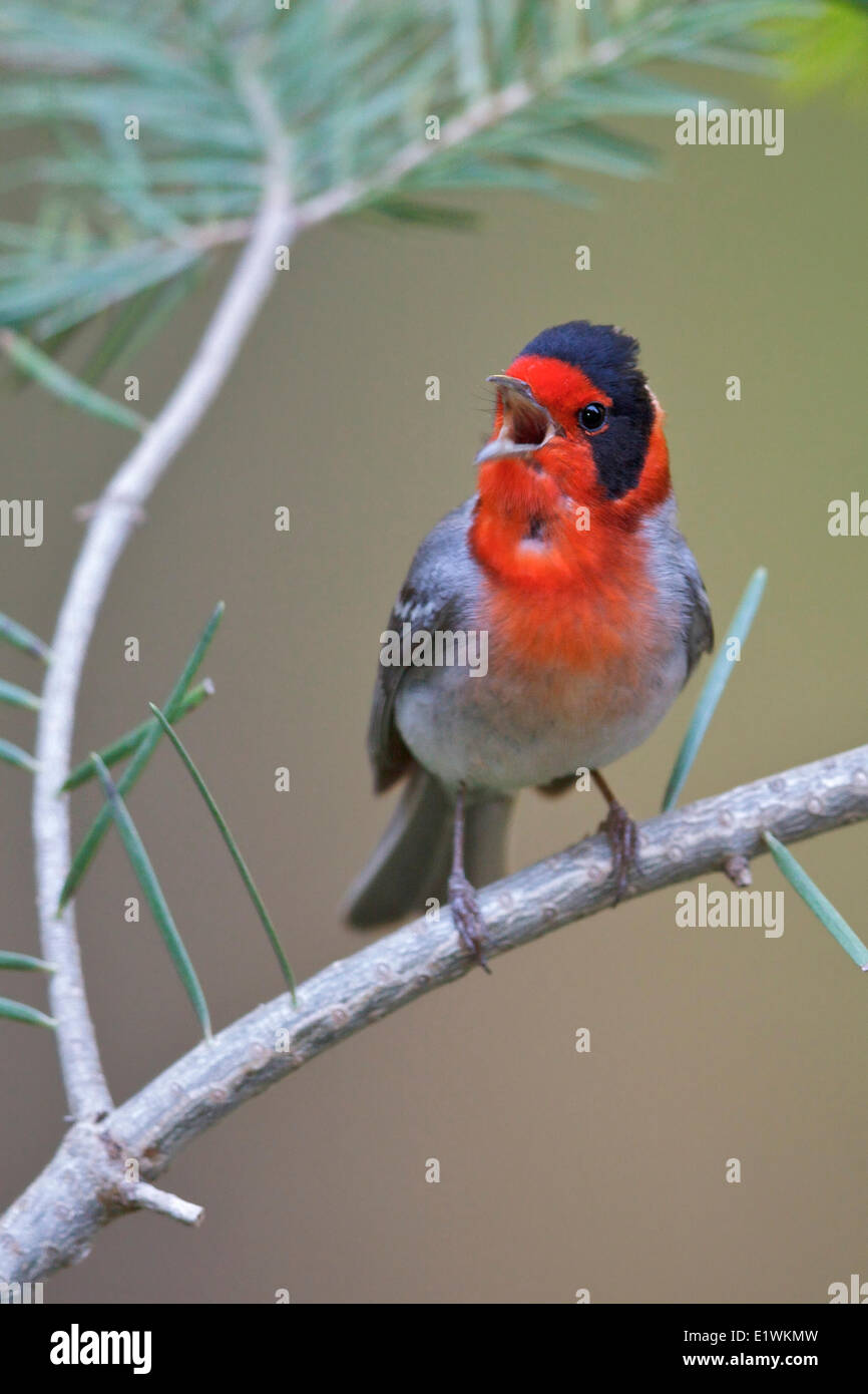 Red-faced Warbler (Cardellina rubrifrons) perched on a branch in southern Arizona, USA. Stock Photo