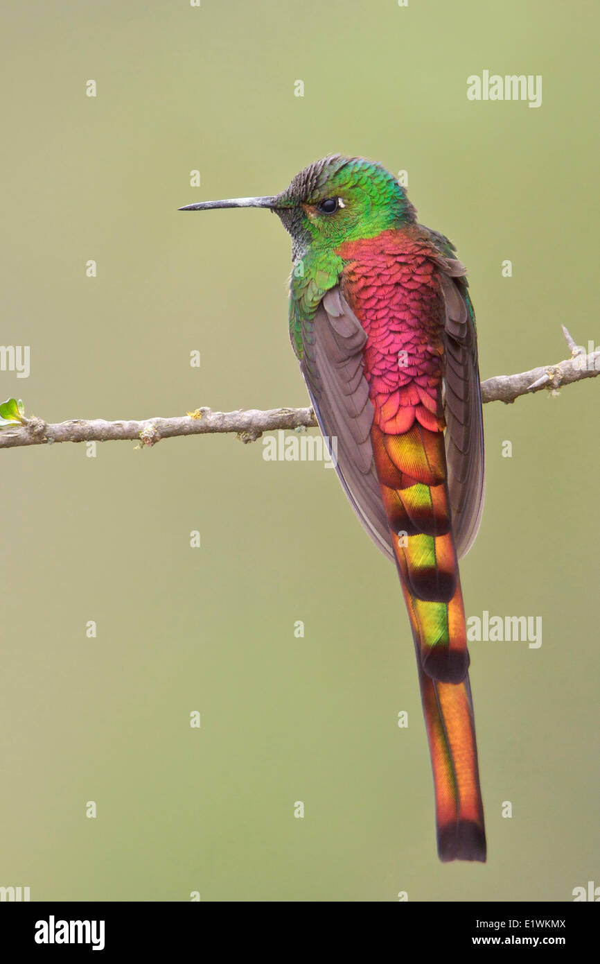 Red-tailed Comet (Sappho sparganura) perched on a branch in Bolivia, South America. Stock Photo