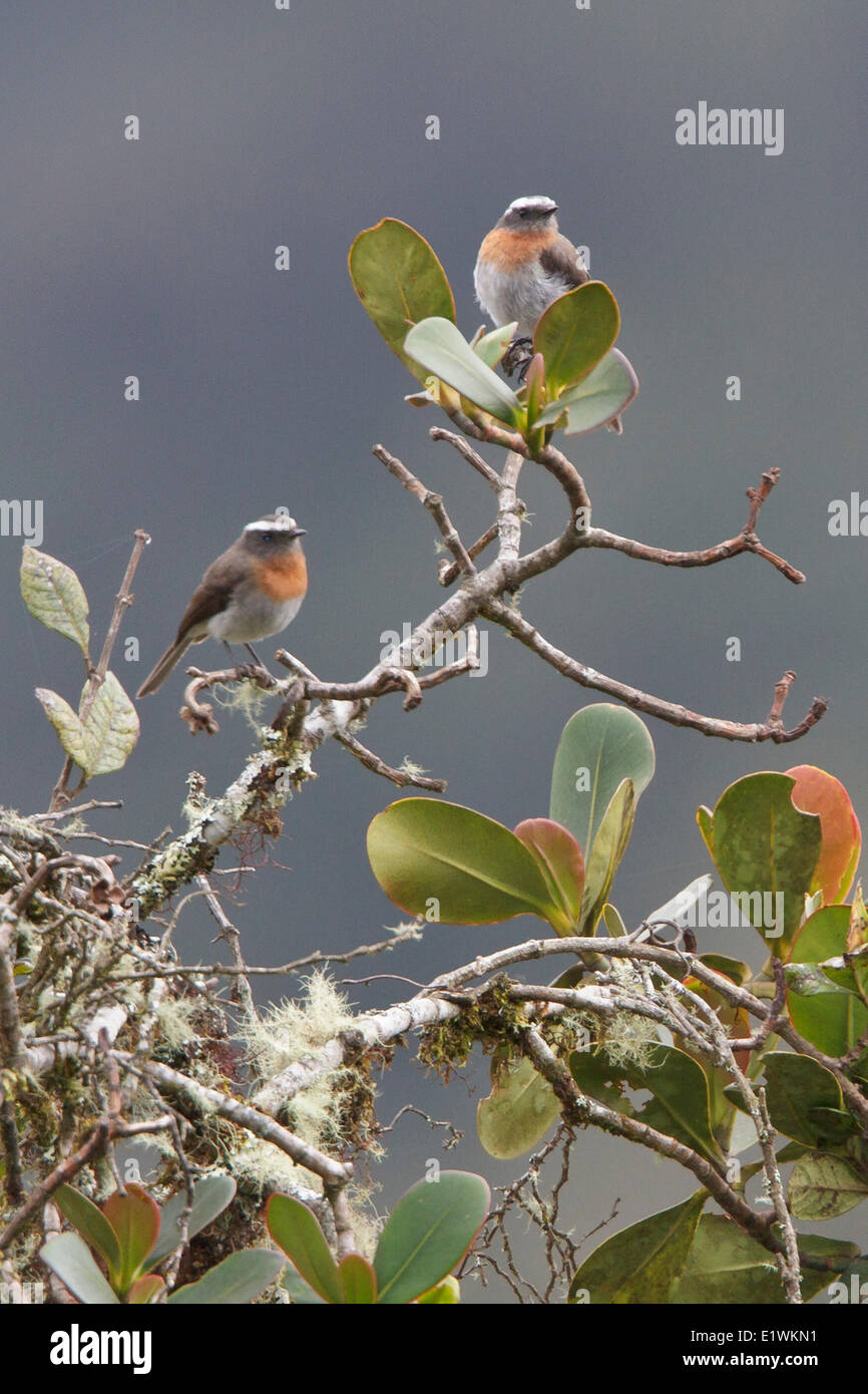 Rufous-breasted Chat-Tyrant (Ochthoeca rufipectoralis) perched on a branch in Bolivia, South America. Stock Photo