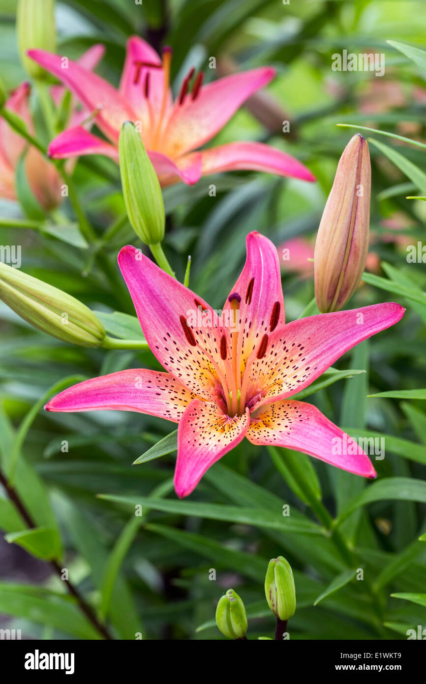 Pink Tiger Lily flowers, Assiniboine Park, Winnipeg, Manitoba, Canada Stock Photo Alamy