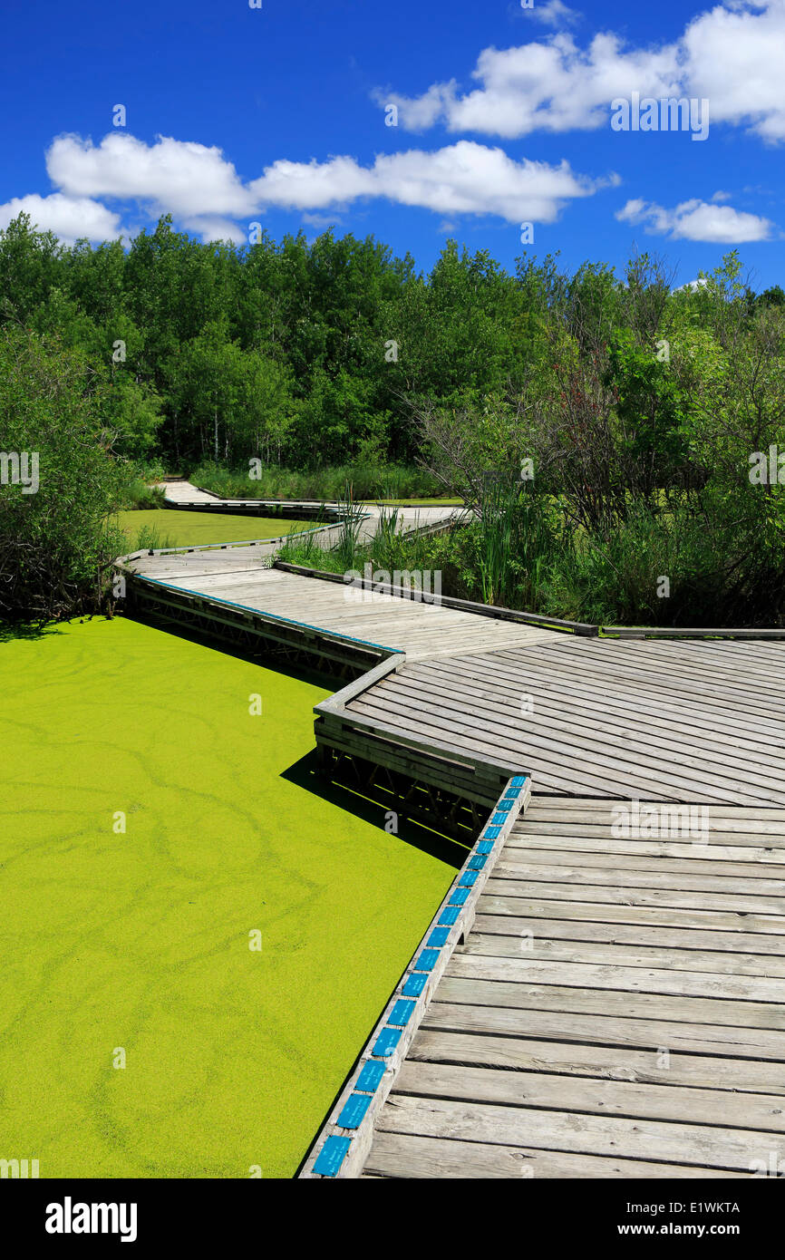 Blue-green algae bloom and marsh boardwalk, Fort Whyte, Winnipeg, Manitoba, Canada Stock Photo