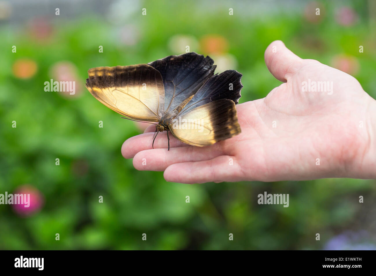 Owl butterfly on hand at the Shirley Richardson Butterfly Garden