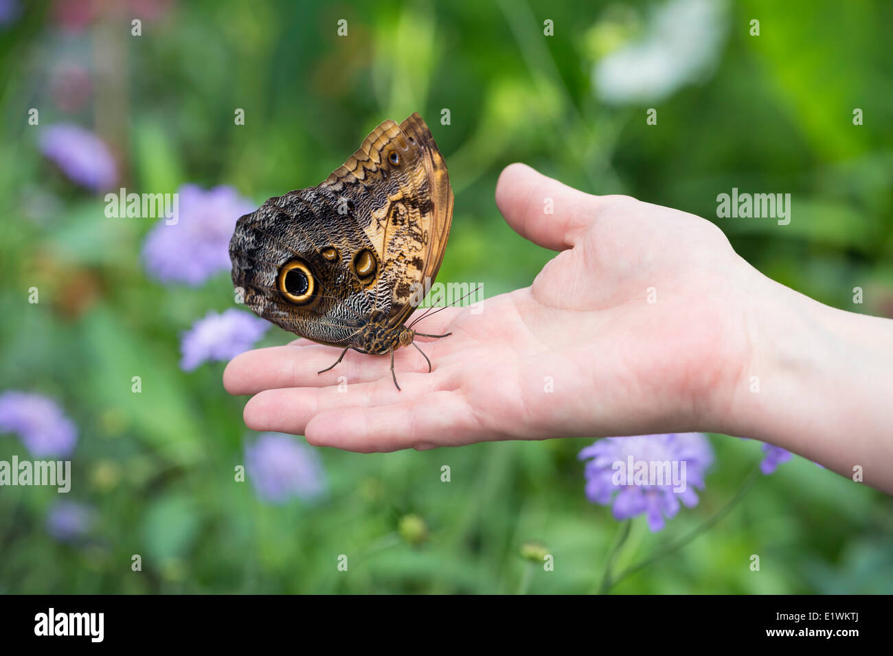 Owl butterfly on hand at the Shirley Richardson Butterfly Garden