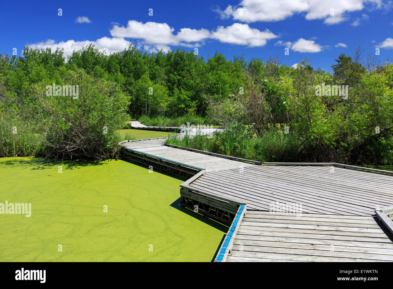 Blue-green algae bloom and marsh boardwalk, Fort Whyte, Winnipeg, Manitoba, Canada Stock Photo