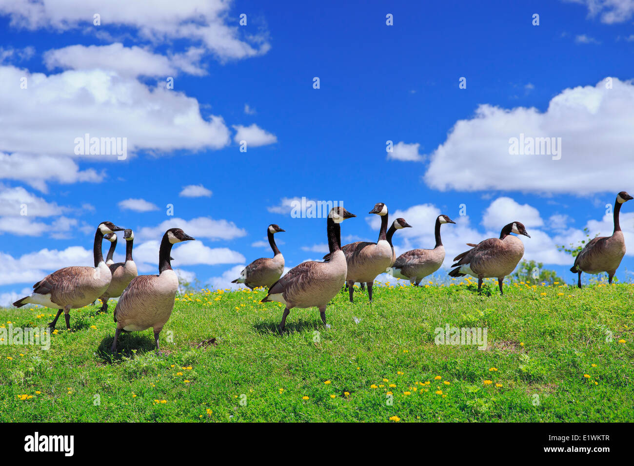 Canada Geese at Fort Whyte, Winnipeg, Manitoba, Canada Stock Photo