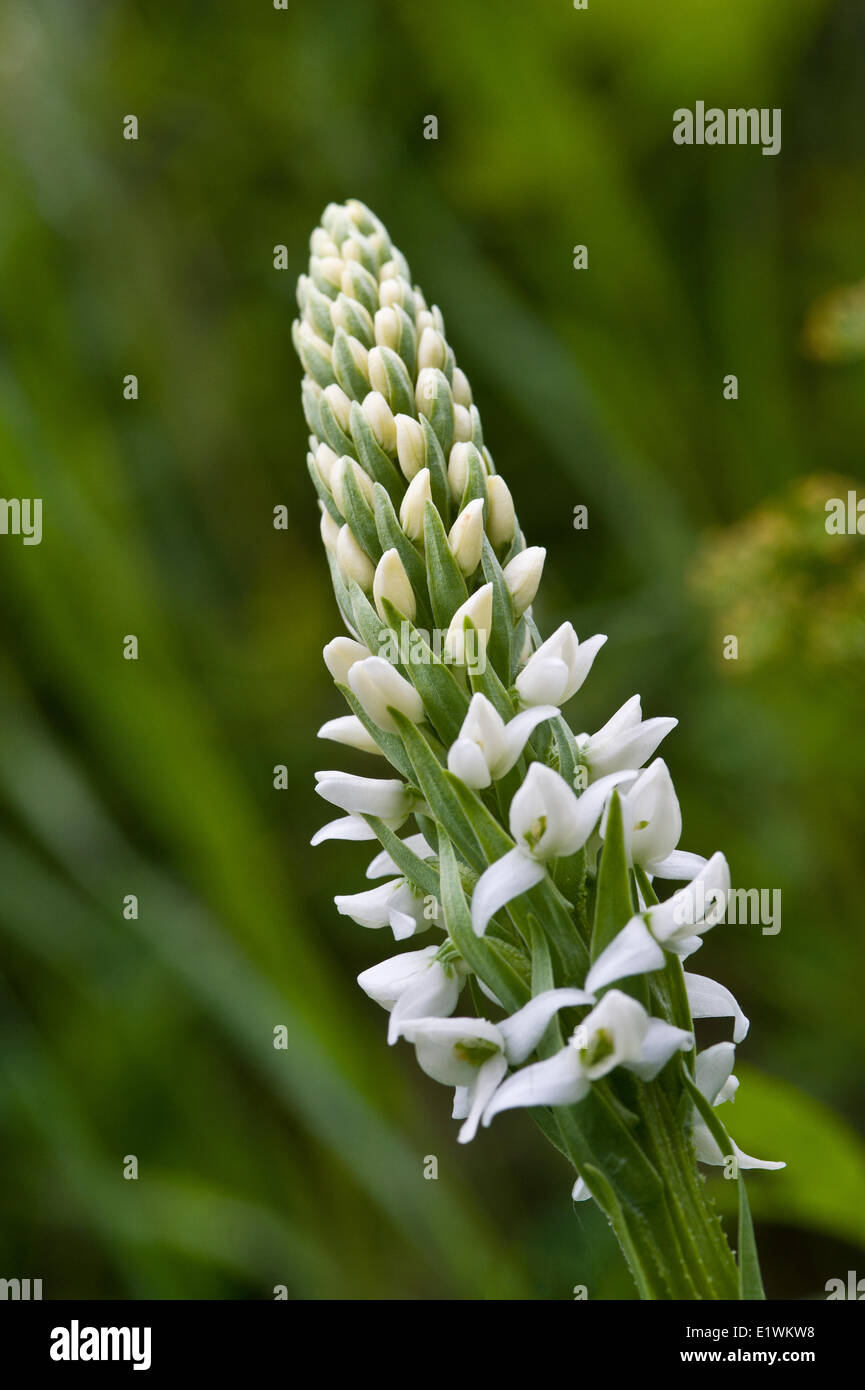 White Bog Orchid, habenaria, Waterton Lakes National Park, Alberta Stock Photo