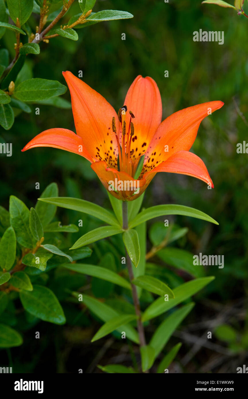 Wood Lily, lilium philadelphicum, Waterton Lakes National Park, Alberta Stock Photo