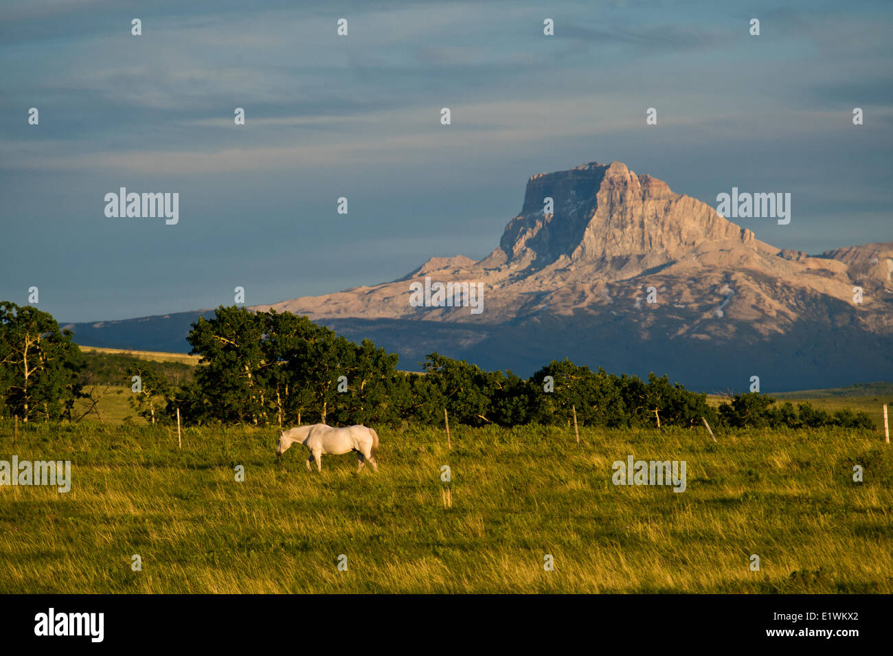 White Horse and Chief Mountain, Montana Stock Photo Alamy