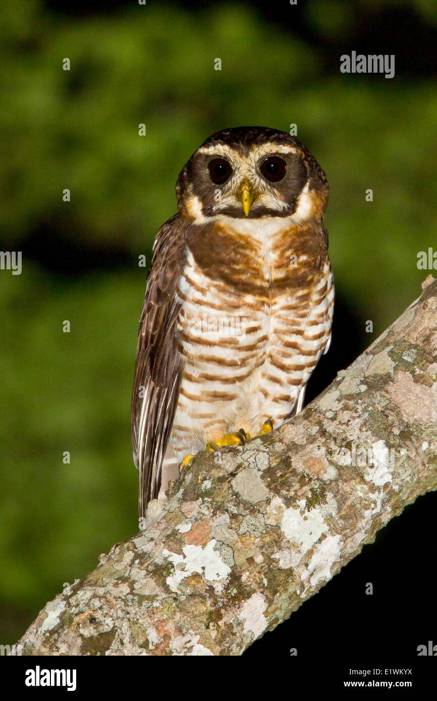 pulsatrix melanota Band-bellied Owl (Pulsatrix melanota) perched on a branch in Bolivia, South  America Stock Photo