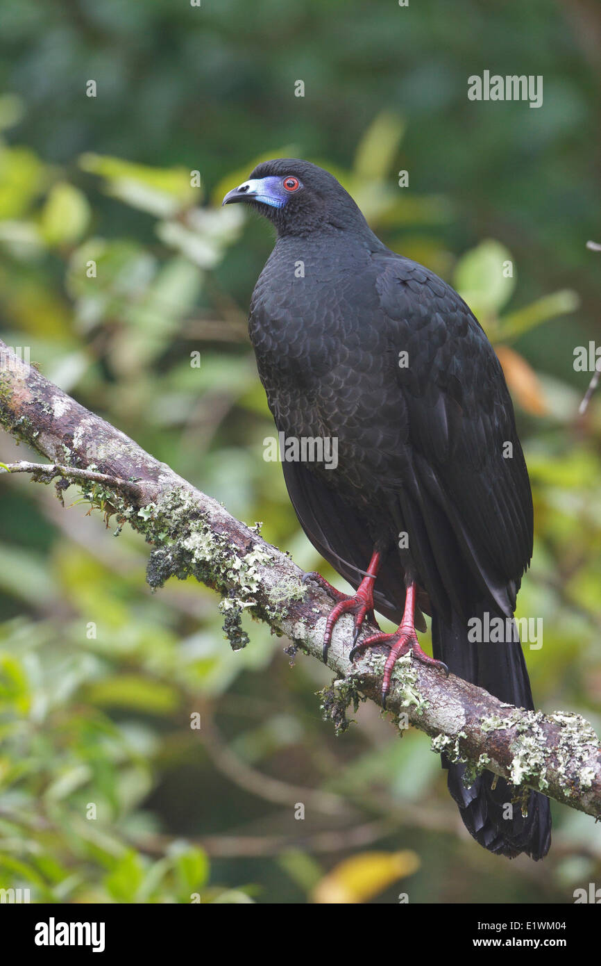 Black Guan (Chamaepetes unicolor) perched on a branch in Costa Rica, Central America. Stock Photo