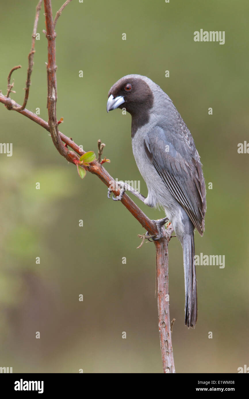 Black-faced Tanager (Schistochlamys melanopis) perched on a branch in Bolivia, South America. Stock Photo