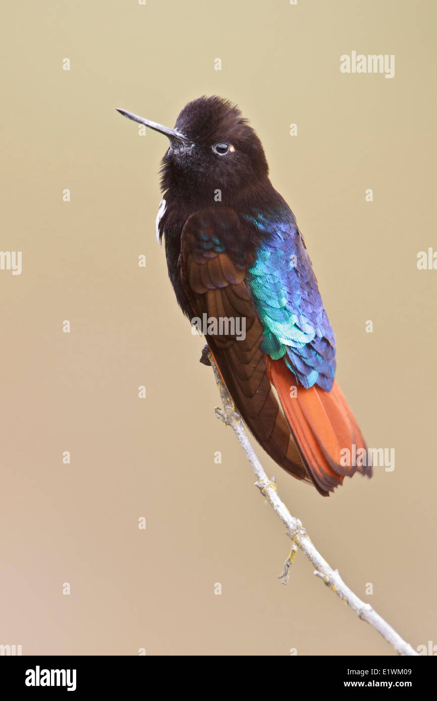 Black-hooded Sunbeam (Aglaeactis pamela) perched on a branch in Bolivia, South America. Stock Photo