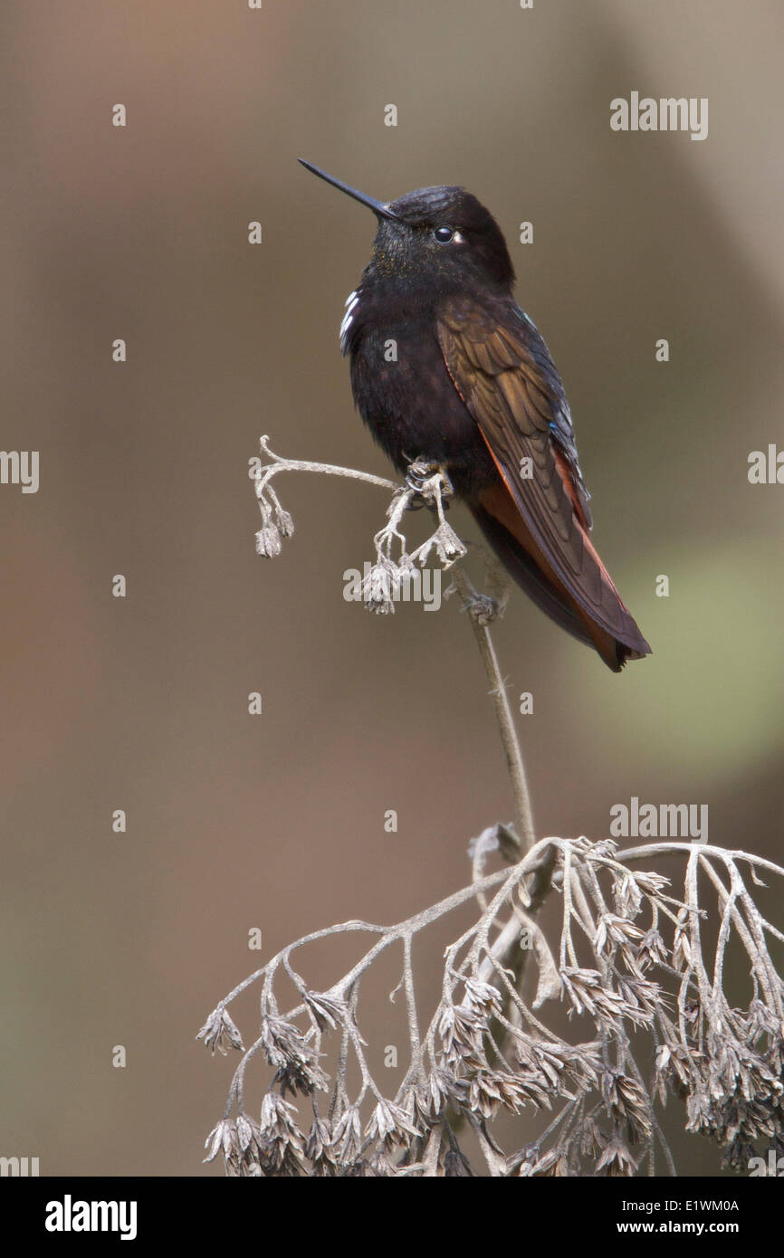 Black-hooded Sunbeam (Aglaeactis pamela) perched on a branch in Bolivia, South America. Stock Photo