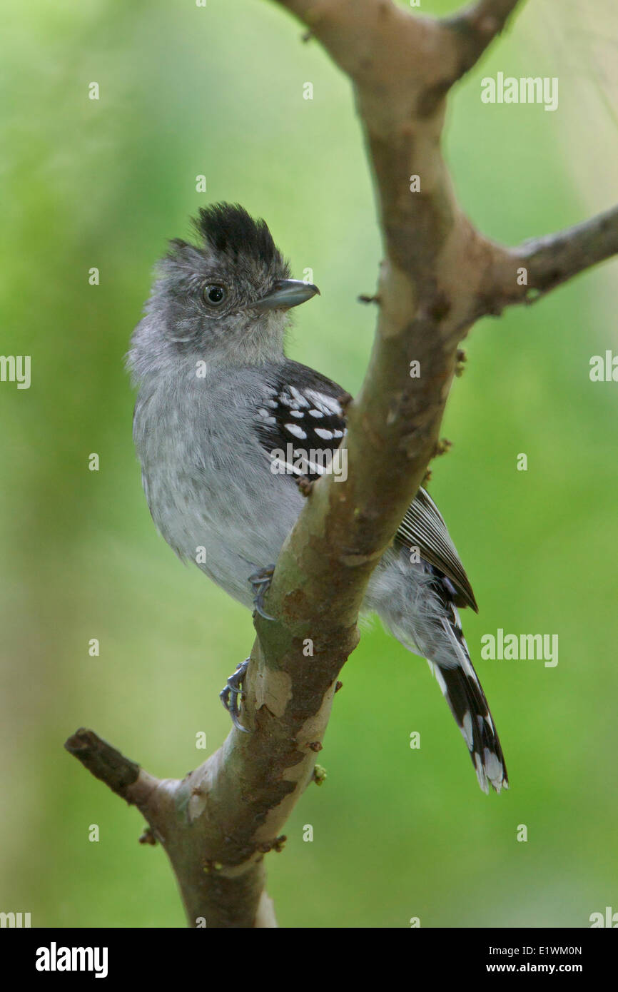 Bolivian Slaty-Antshrike (Thamnophilus sticturus) perched on a branch in Bolivia, South America. Stock Photo