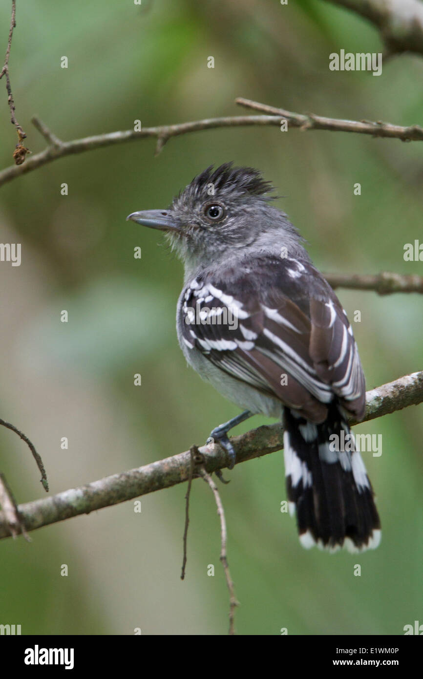 Bolivian Slaty-Antshrike (Thamnophilus sticturus) perched on a branch in Bolivia, South America. Stock Photo
