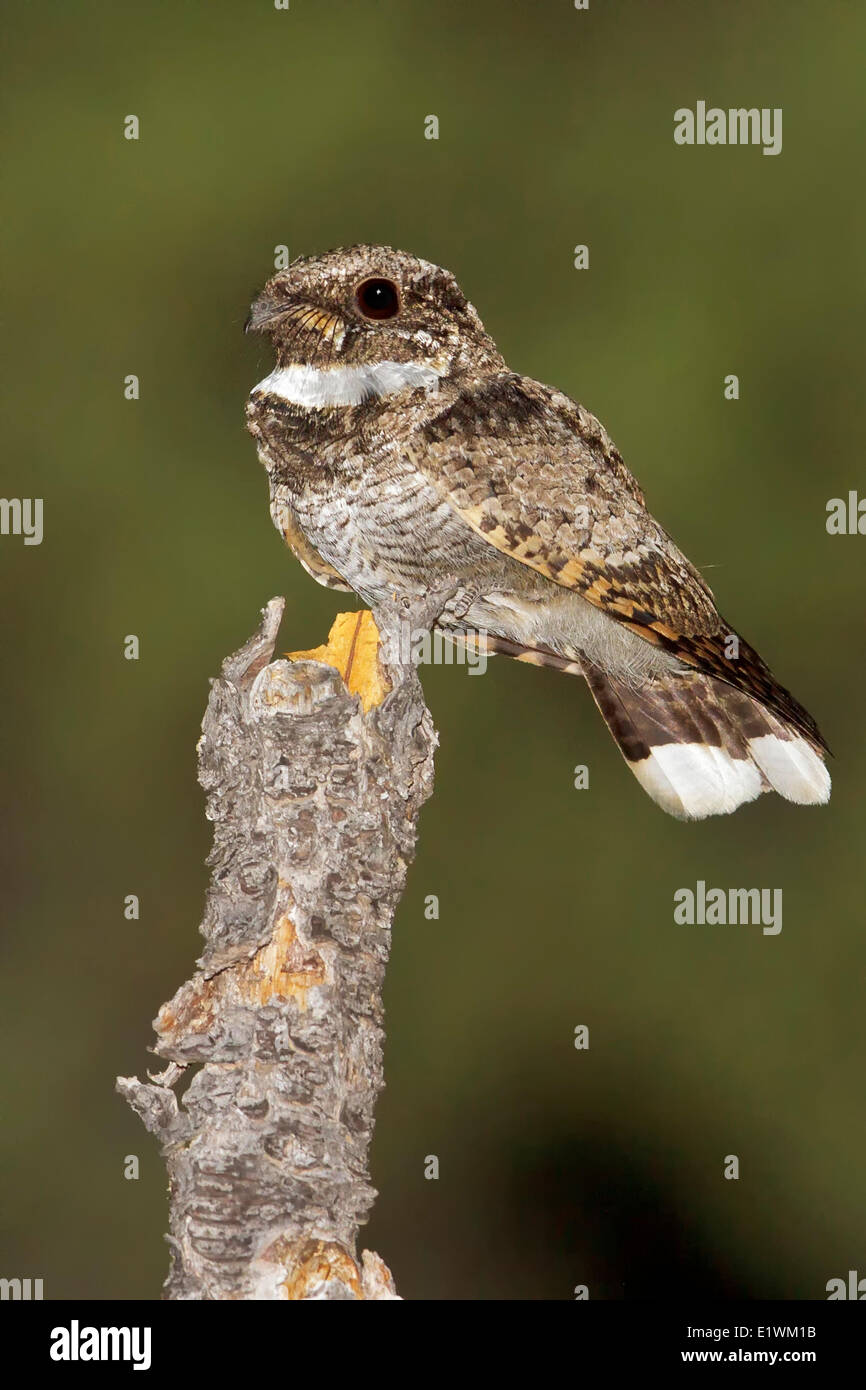 Common Poorwill (Phalaenoptilus nuttallii) perched on a branch in southern Arizona, USA. Stock Photo