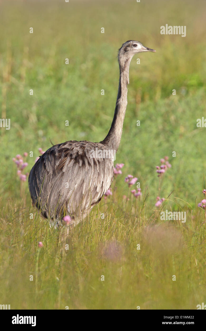Greater Rhea (Rhea americana) perched on the ground in Bolivia, South America. Stock Photo