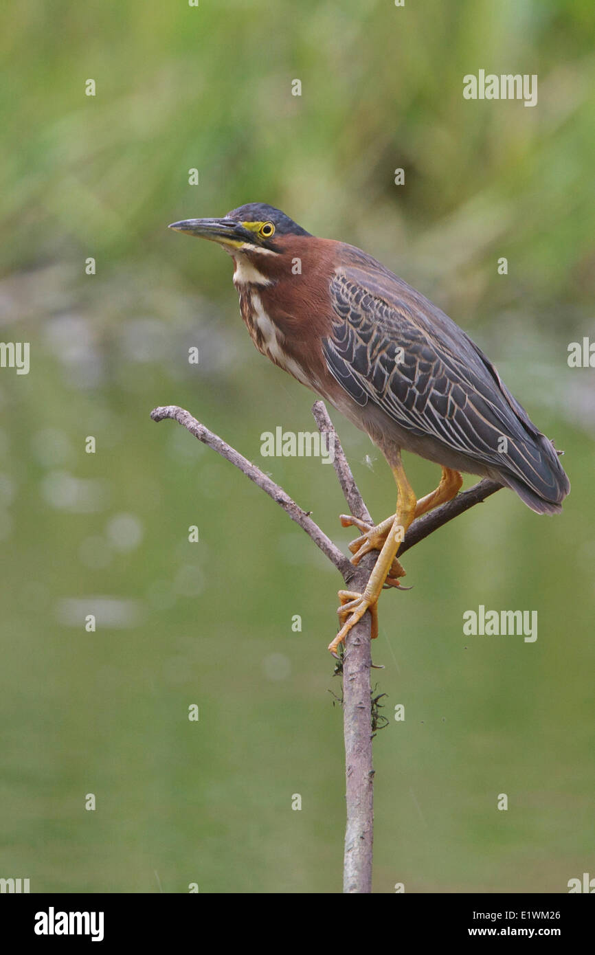 Green Heron (Butorides s. virescens) perched on a branch in Costa Rica. Stock Photo