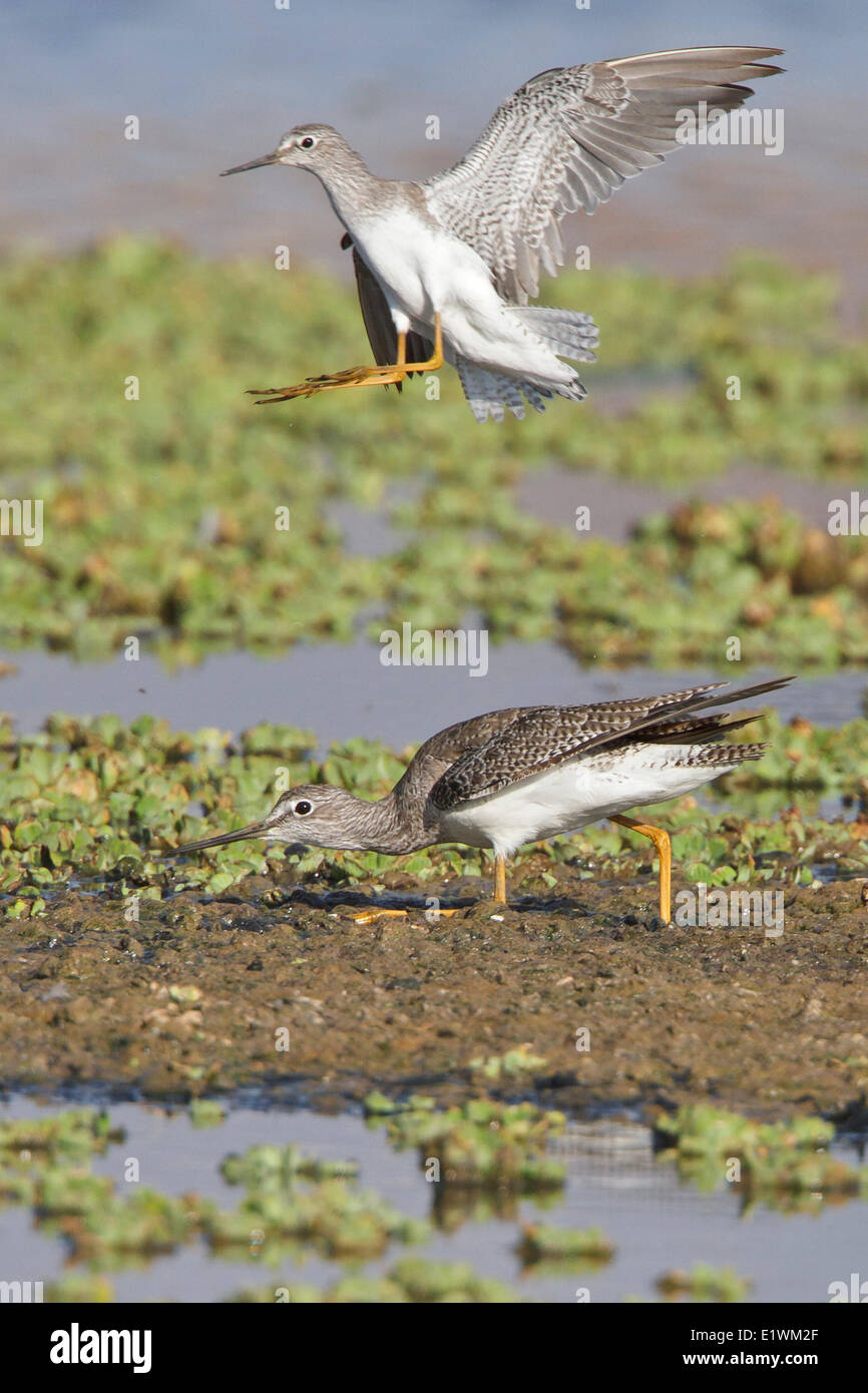 Lesser Yellowlegs (Tringa flavipes) in a wetland in Bolivia, South America. Stock Photo