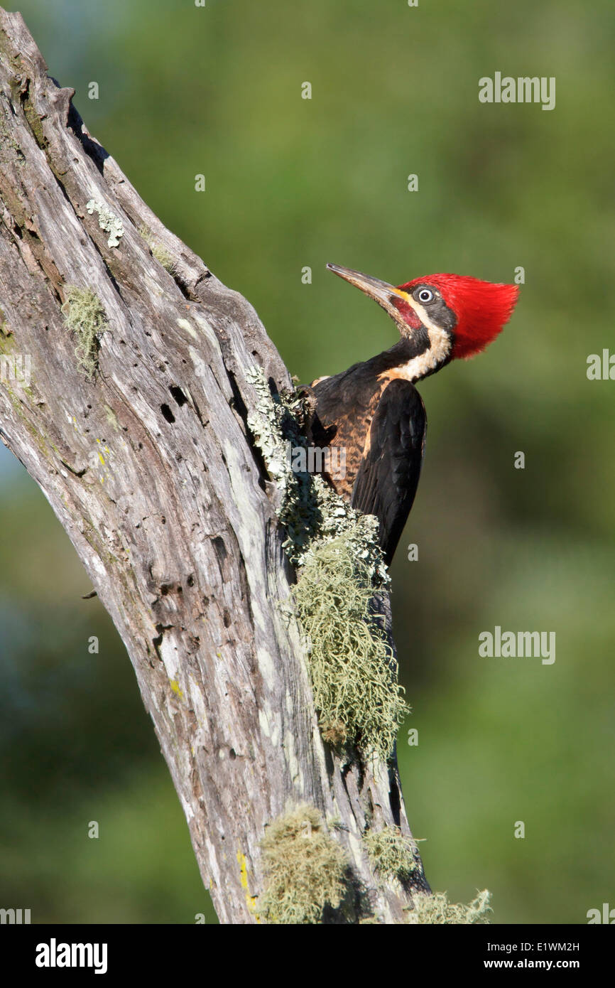 Lineated Woodpecker (Dryocopus lineatus) perched on a branch in Bolivia, South America. Stock Photo