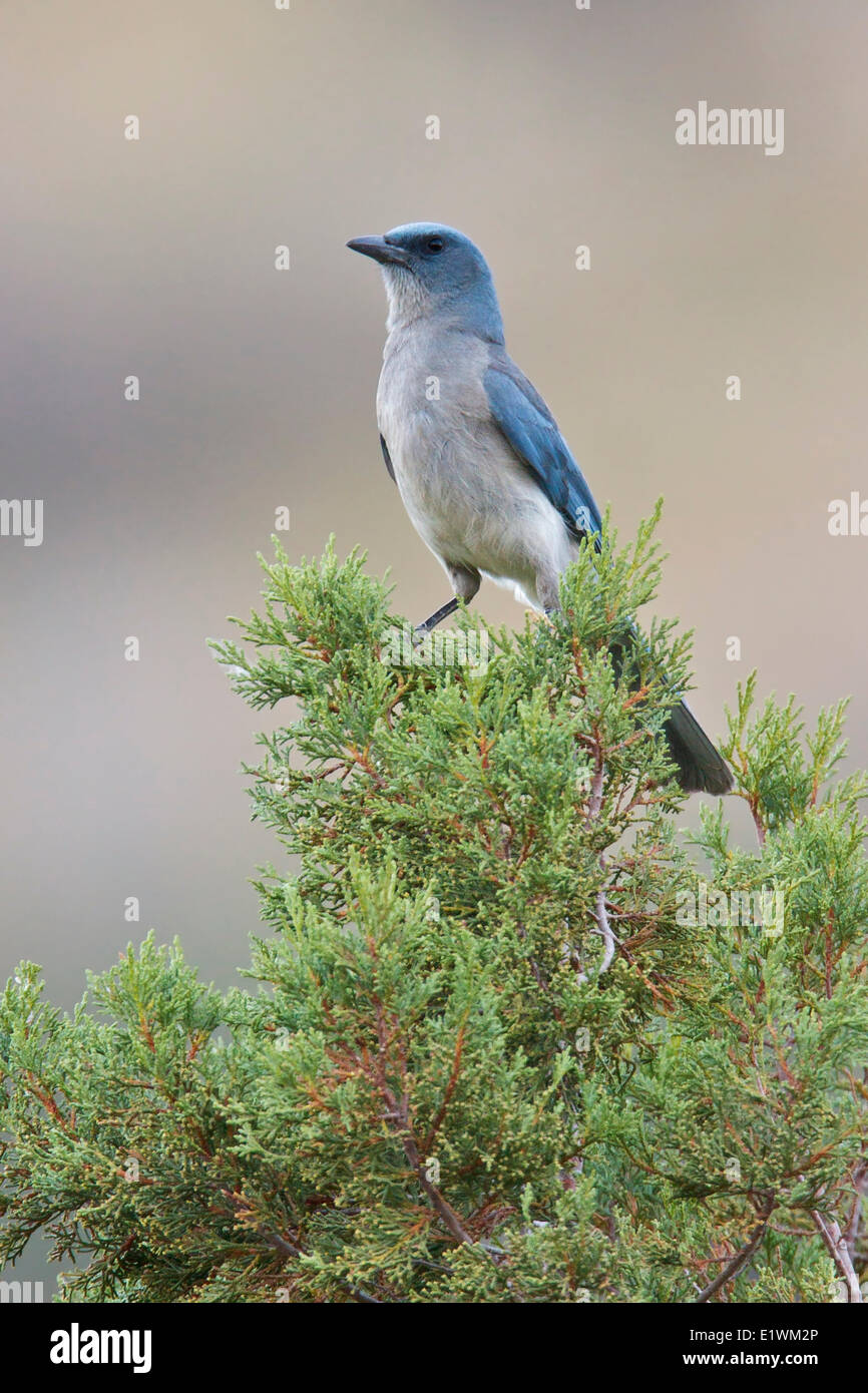 Mexican Jay (Aphelocoma wollweberi) perched on a branch in southern Arizona, USA. Stock Photo