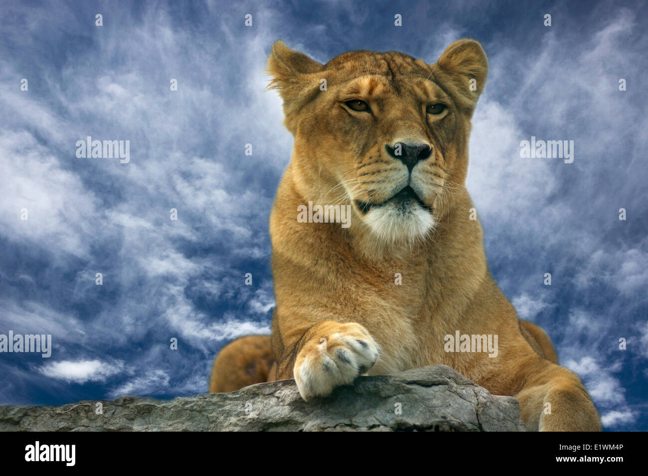 Lioness, Panthera Leo, Masai Mara Game reserve, Kenya, East Africa ...