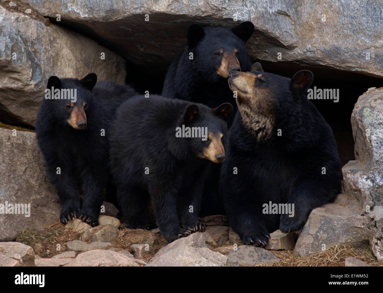 American black bear family at mouth of cave dwelling, Ursus Americanus , Park Omega game park, Quebec, Canada Stock Photo
