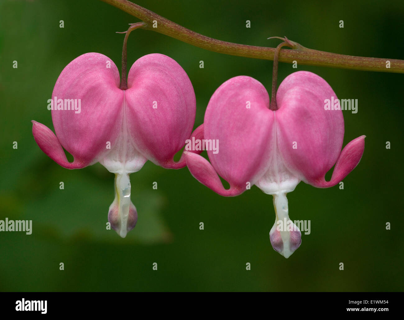 bleeding hearts( Lamprocapnos Spectabilis) at experimental farm, Ottawa, Ont., Canada Stock Photo