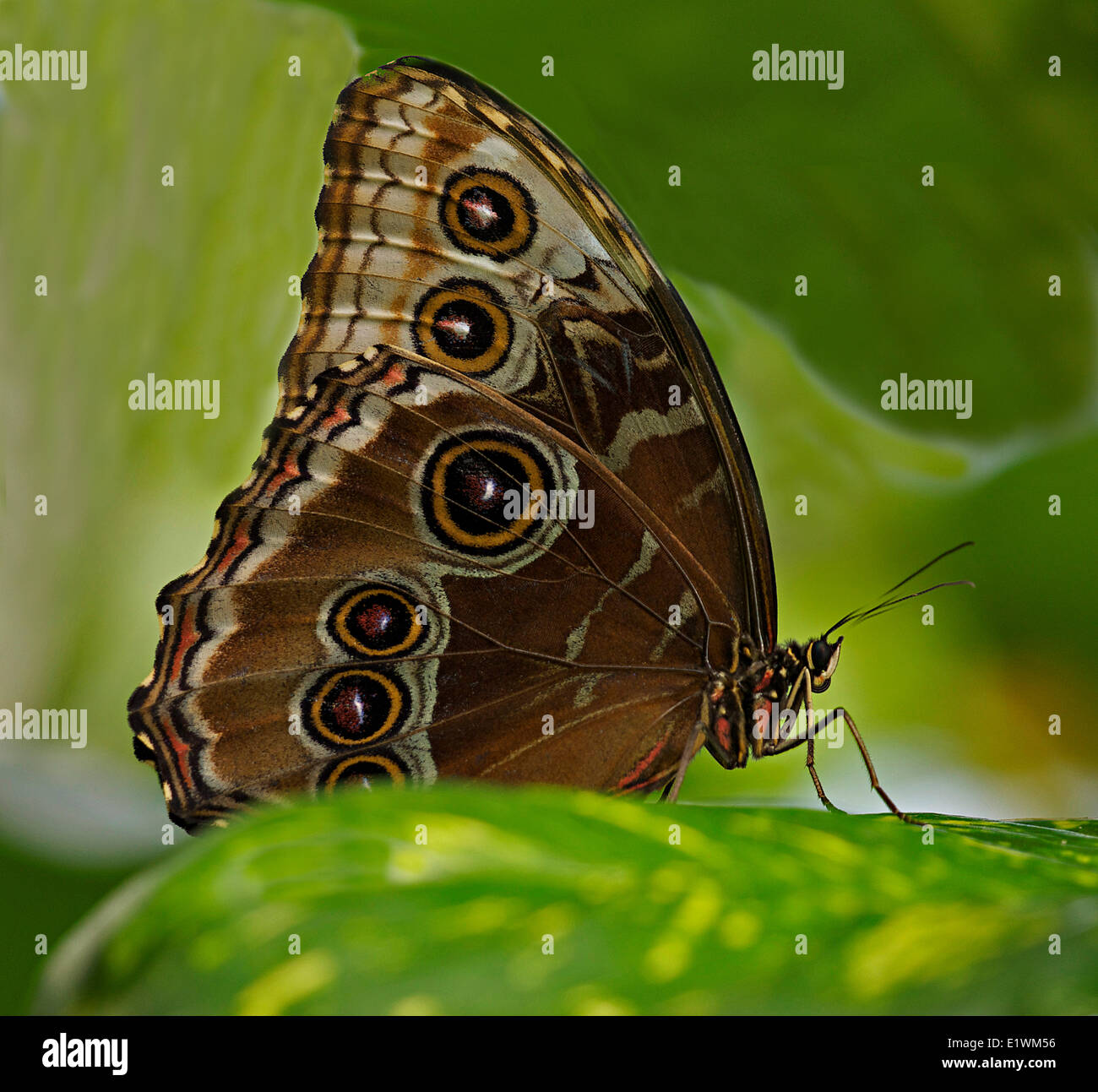 Owl Butterfly (Caligo Idomeneus/ menmon), Carleton University, Ottawa, Ont., Canada Stock Photo