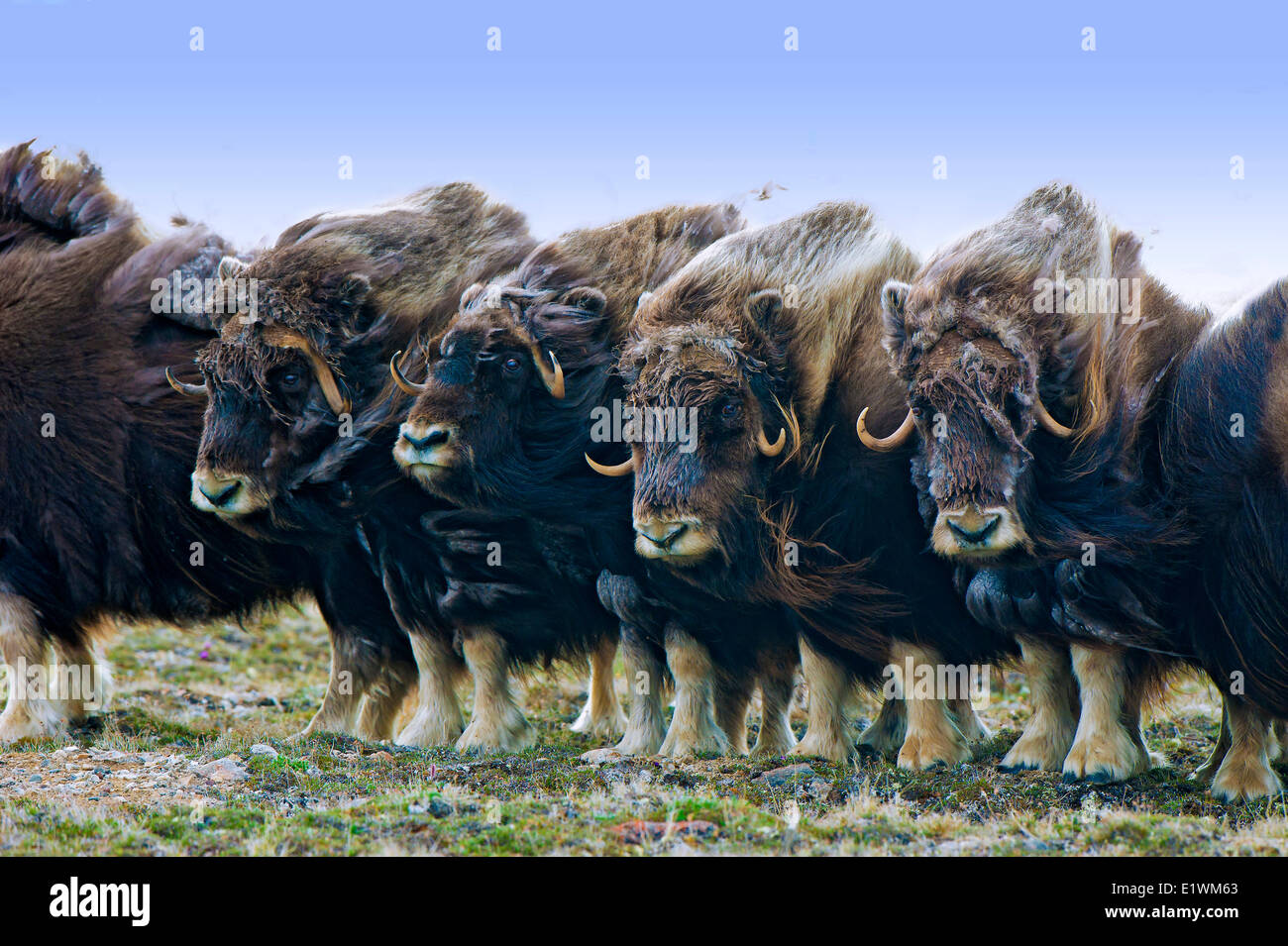 Muskoxen (Ovibos moschatus) herd, Victoria Island, Nunavut, Arctic Canada Stock Photo